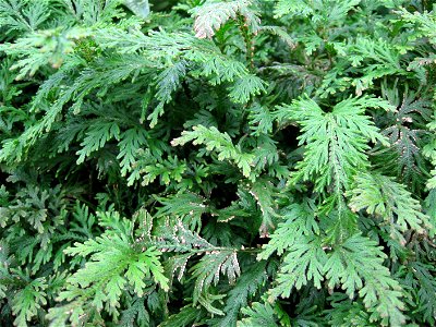 A picture of Selaginella biformis.