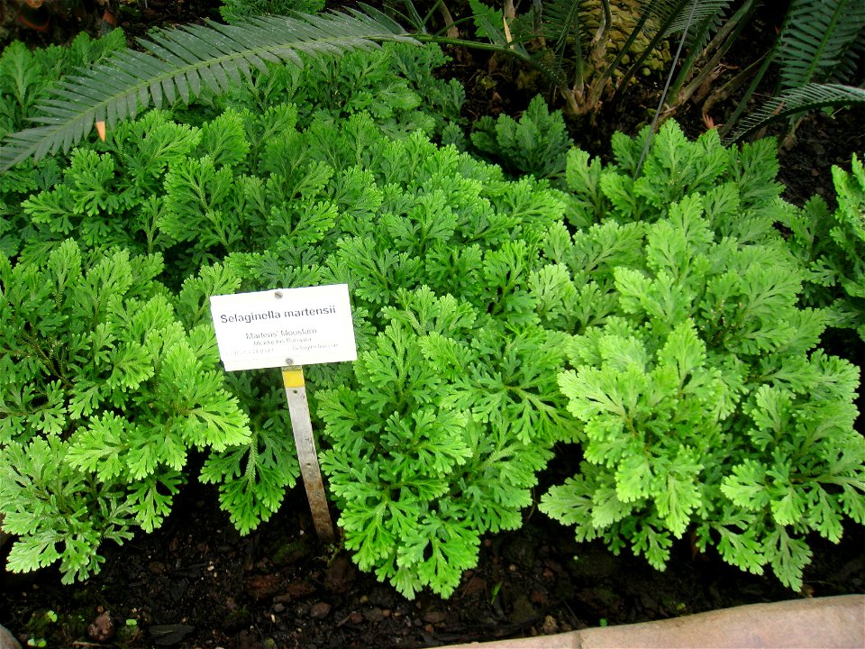 Selaginella martensii specimen in the Botanischer Garten, Berlin-Dahlem (Berlin Botanical Garden), Berlin, Germany.