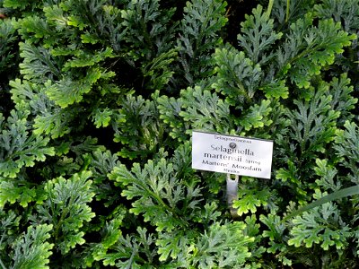 Selaginella martensii specimen in the Botanischer Garten München-Nymphenburg, Munich, Germany.