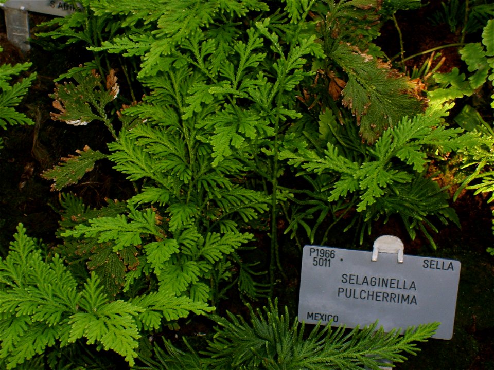 Copenhagen Botanical Garden, Selaginella pulcherrima