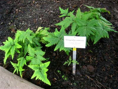Selaginella umbrosa specimen in the Botanischer Garten, Berlin-Dahlem (Berlin Botanical Garden), Berlin, Germany.