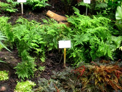 Selaginella pulcherrima specimen in the Botanischer Garten, Berlin-Dahlem (Berlin Botanical Garden), Berlin, Germany.