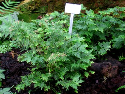 Selaginella elmeri specimen in the Botanischer Garten, Berlin-Dahlem (Berlin Botanical Garden), Berlin, Germany.