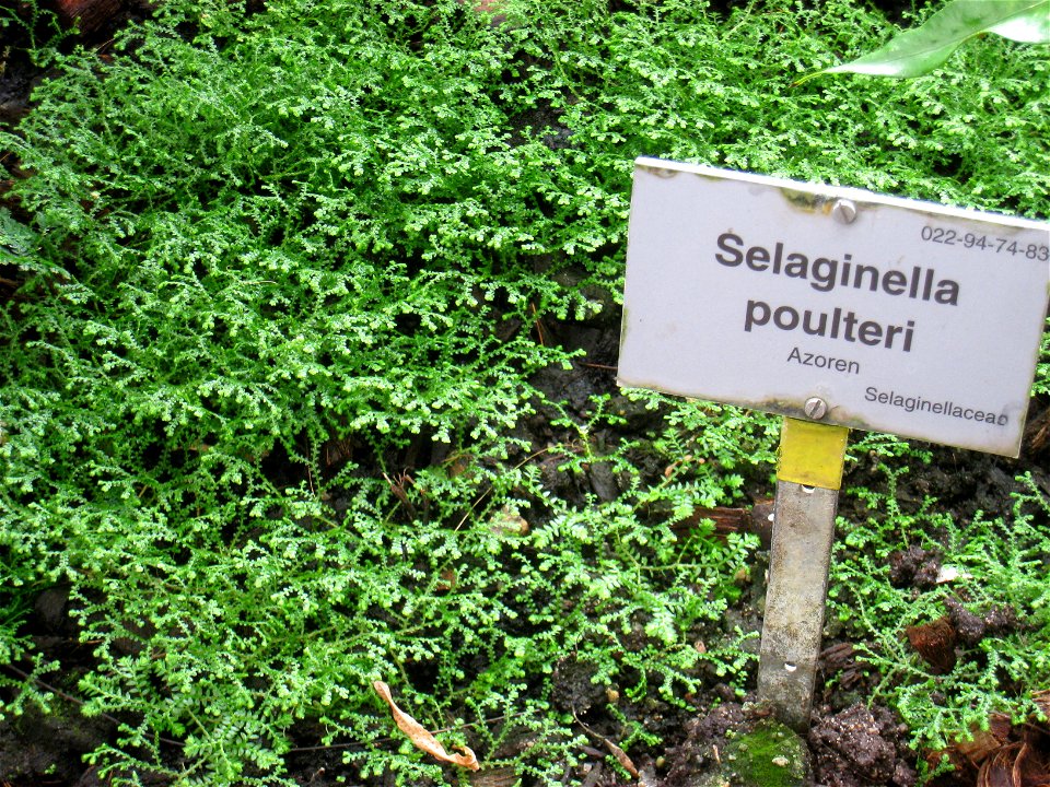 Selaginella poulteri specimen in the Botanischer Garten, Berlin-Dahlem (Berlin Botanical Garden), Berlin, Germany.