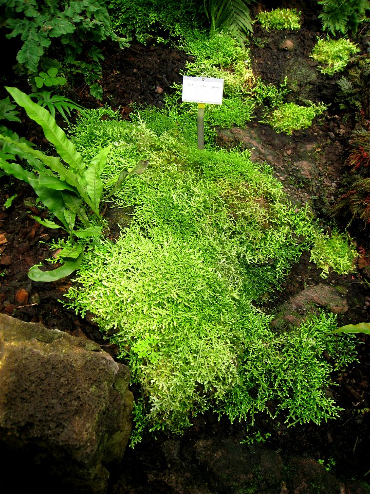 Selaginella serpens specimen in the Botanischer Garten, Berlin-Dahlem (Berlin Botanical Garden), Berlin, Germany.