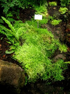 Selaginella serpens specimen in the Botanischer Garten, Berlin-Dahlem (Berlin Botanical Garden), Berlin, Germany.