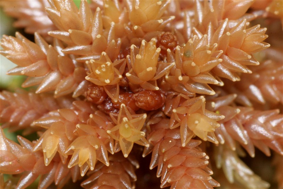 Sphagnum magellanicum