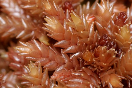 Sphagnum magellanicum