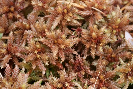 Sphagnum magellanicum