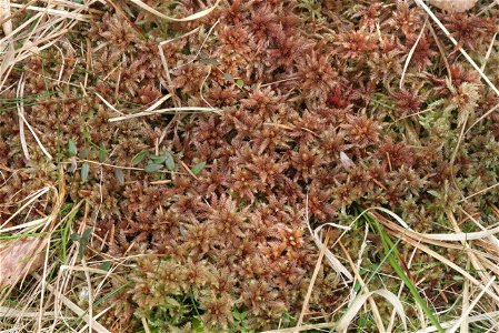 Sphagnum magellanicum