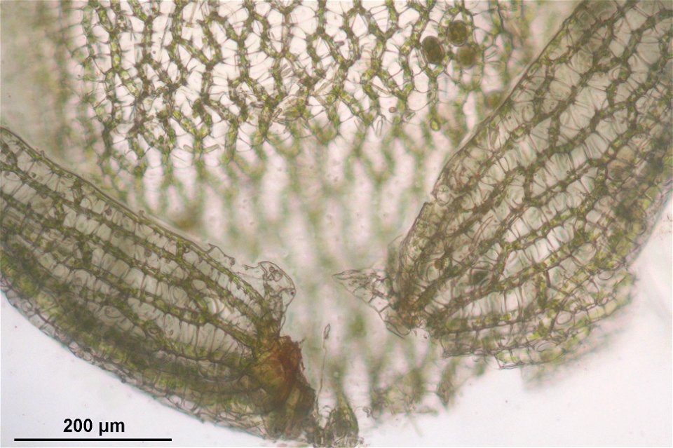 Sphagnum magellanicum