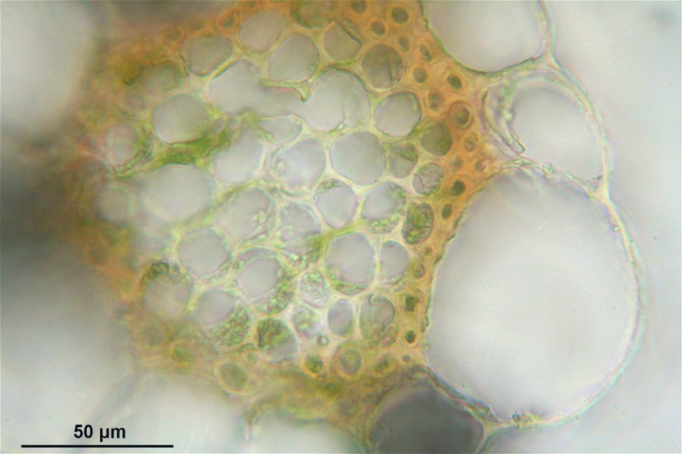 Sphagnum magellanicum