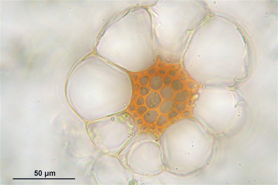 Sphagnum magellanicum