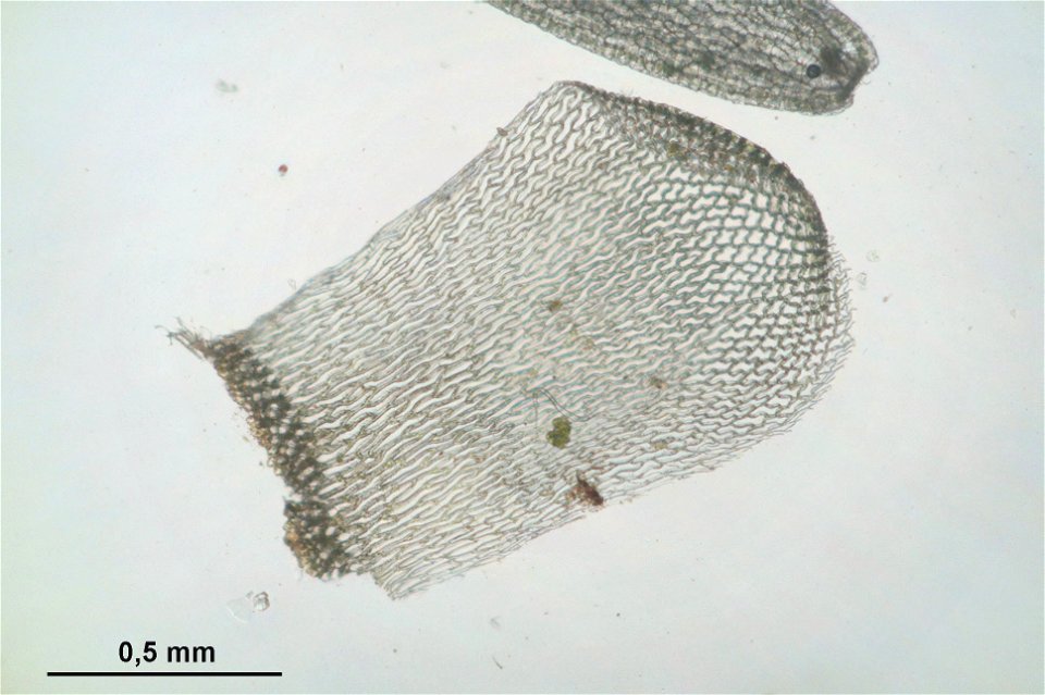 Sphagnum magellanicum