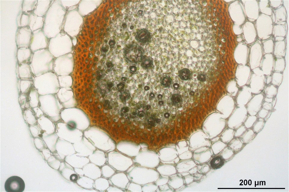 Sphagnum magellanicum