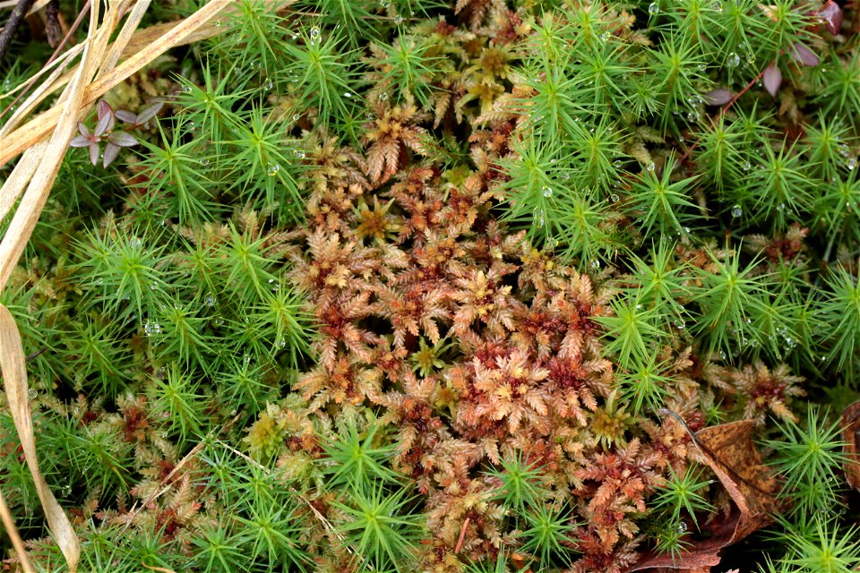 Sphagnum magellanicum