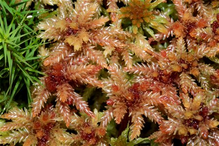 Sphagnum magellanicum