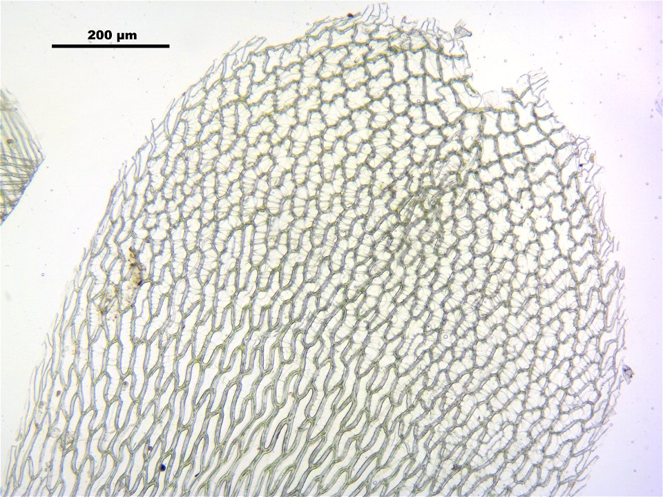 Sphagnum magellanicum