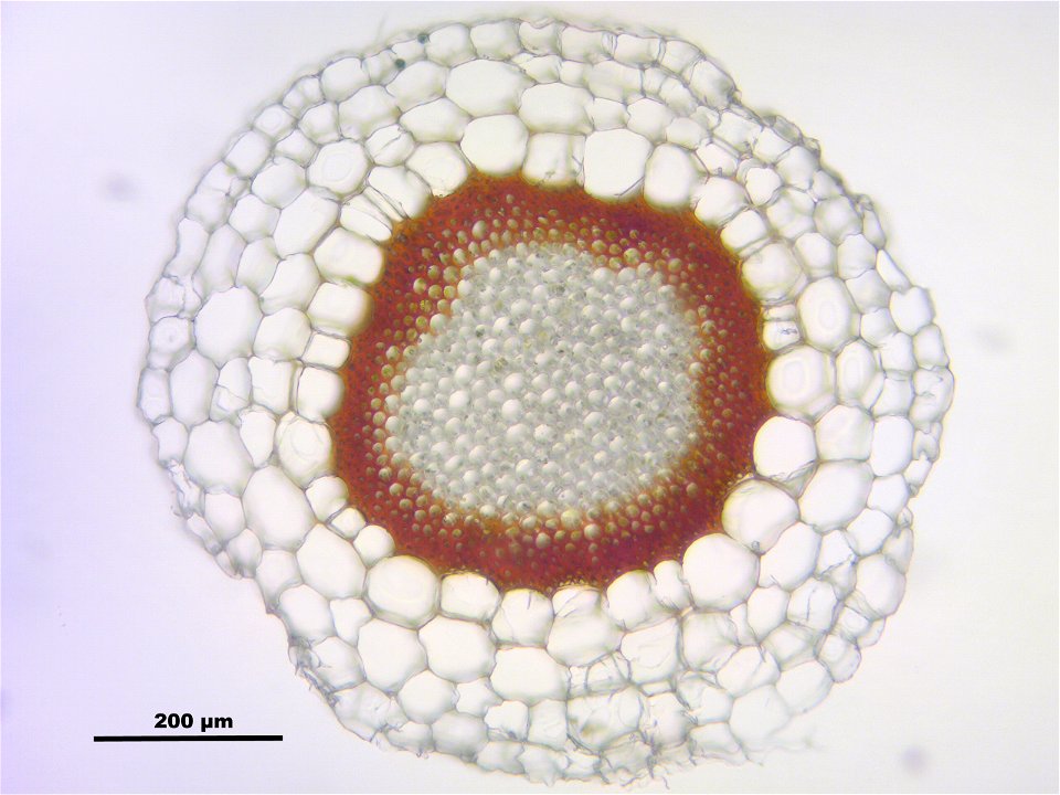 Sphagnum magellanicum