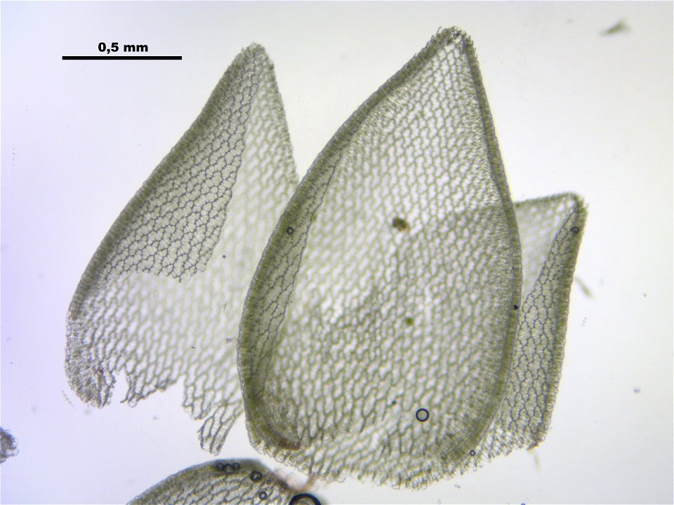 Sphagnum magellanicum