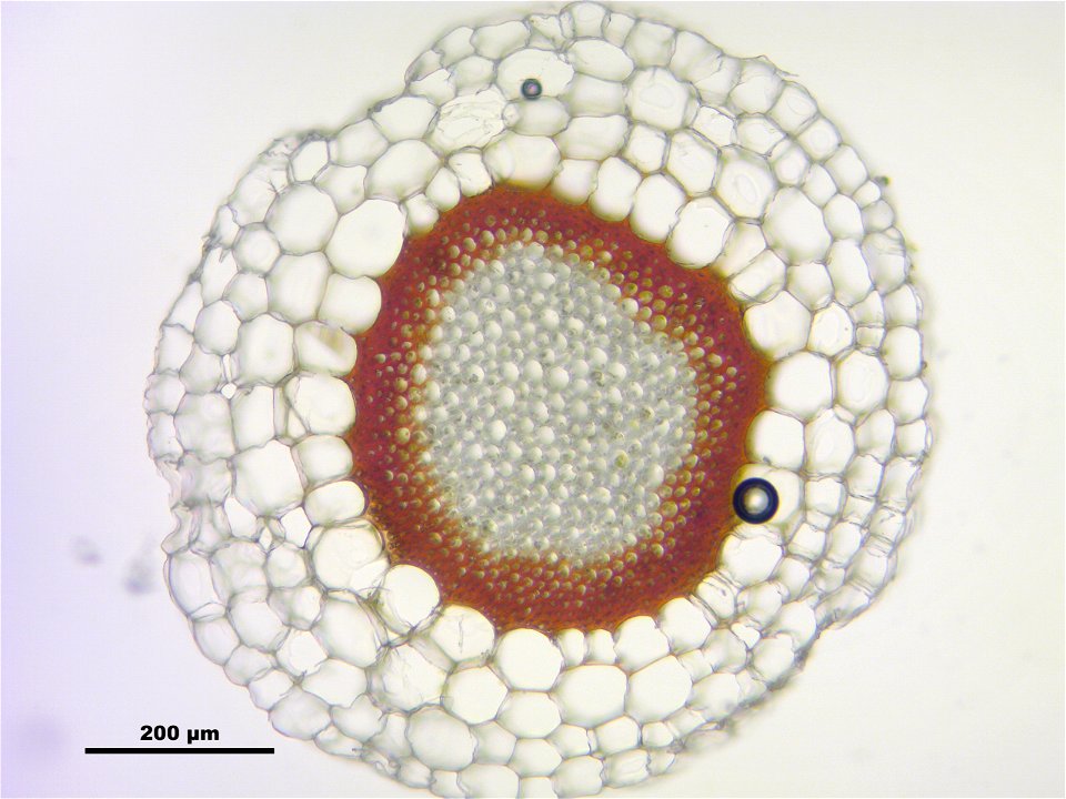 Sphagnum magellanicum