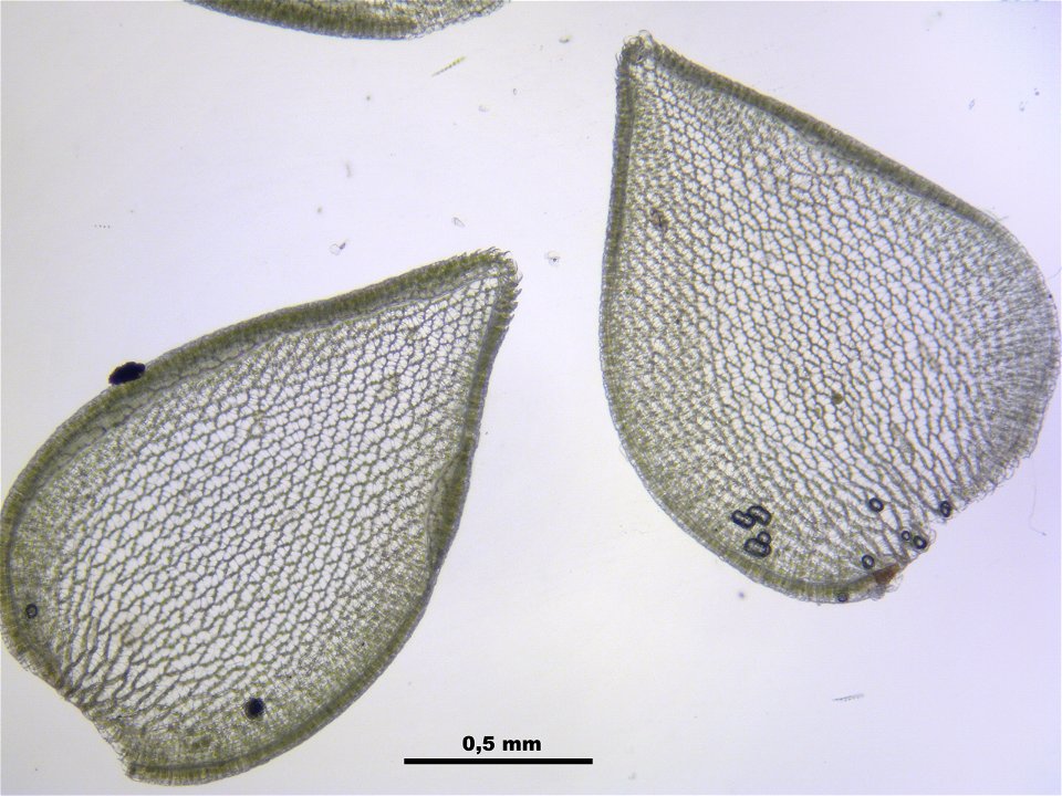 Sphagnum magellanicum