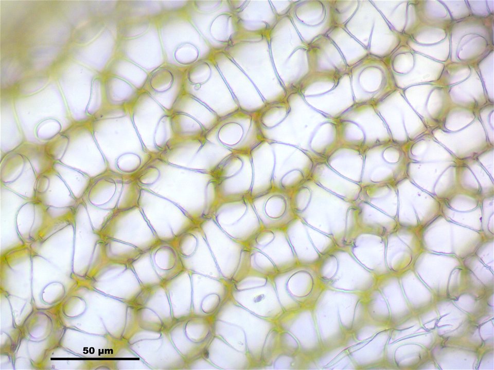 Sphagnum magellanicum
