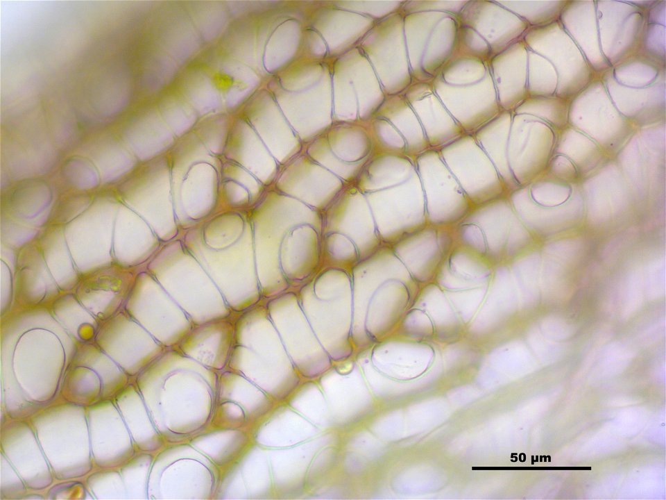 Sphagnum magellanicum