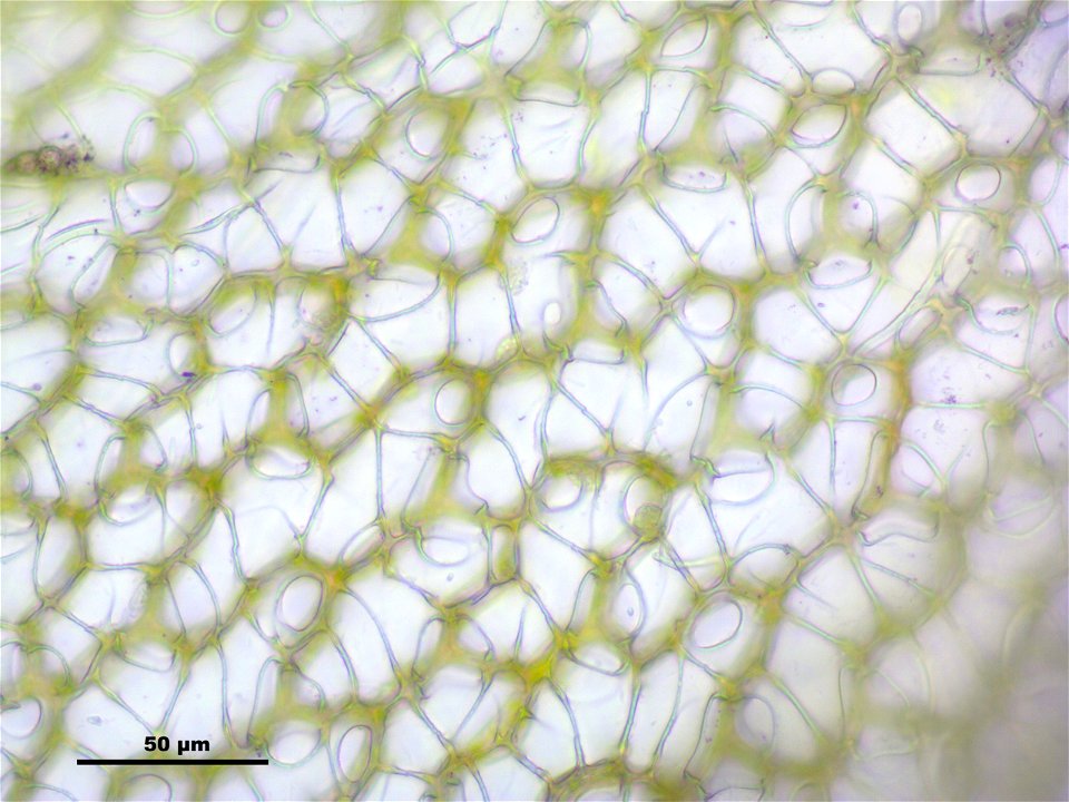 Sphagnum magellanicum