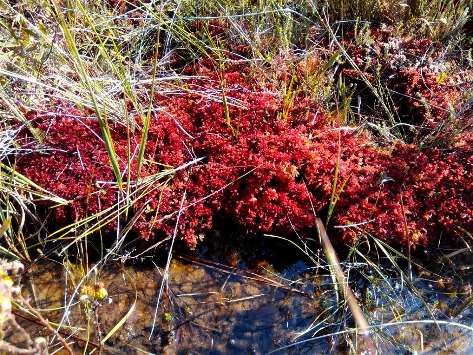 Sphaignes de Magellan dans les tourbières de Mées, Landes (40), Nouvelle Aquitaine, France, le 11/07/2017