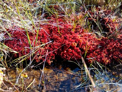 Sphaignes de Magellan dans les tourbières de Mées, Landes (40), Nouvelle Aquitaine, France, le 11/07/2017