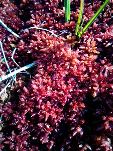 Sphaignes de Magellan dans les tourbières de Mées, Landes (40), Nouvelle Aquitaine, France, le 11/07/2017