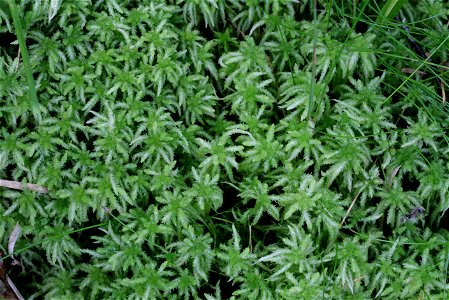 Sphagnum palustre