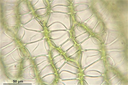 Sphagnum palustre