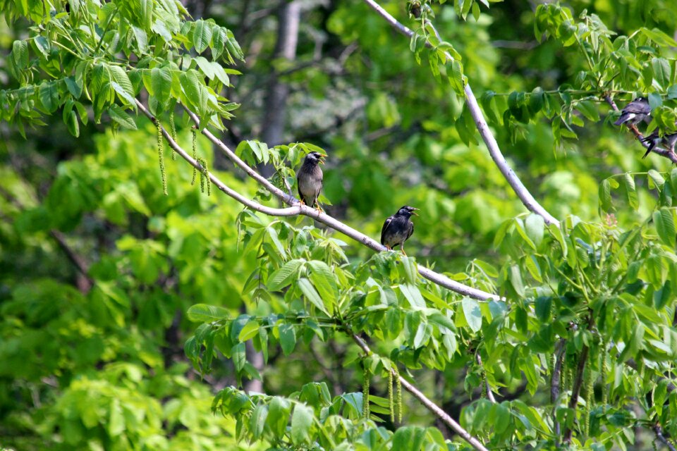 Grey starlings tree animals