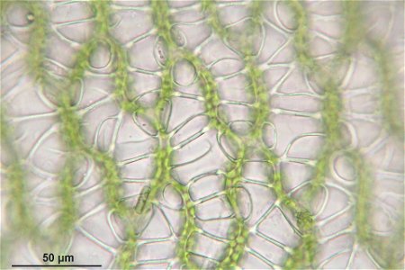 Sphagnum palustre
