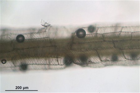 Sphagnum palustre