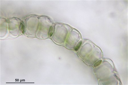 Sphagnum palustre
