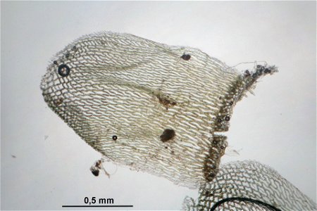 Sphagnum palustre