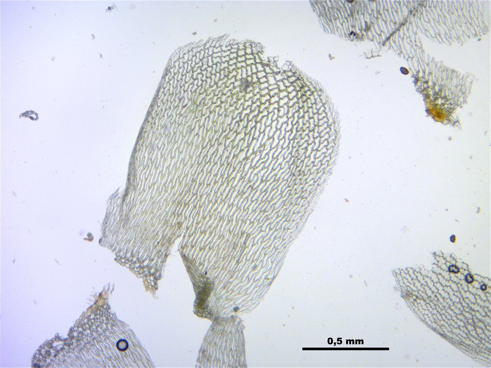 Sphagnum palustre
