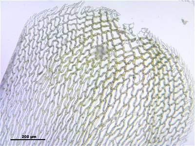 Sphagnum palustre