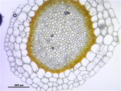 Sphagnum palustre