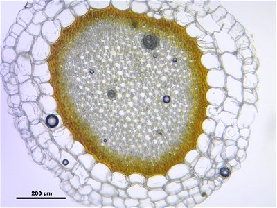 Sphagnum palustre