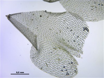 Sphagnum palustre