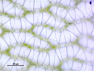 Sphagnum palustre