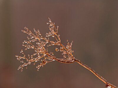 Frozen eiskristalle icy