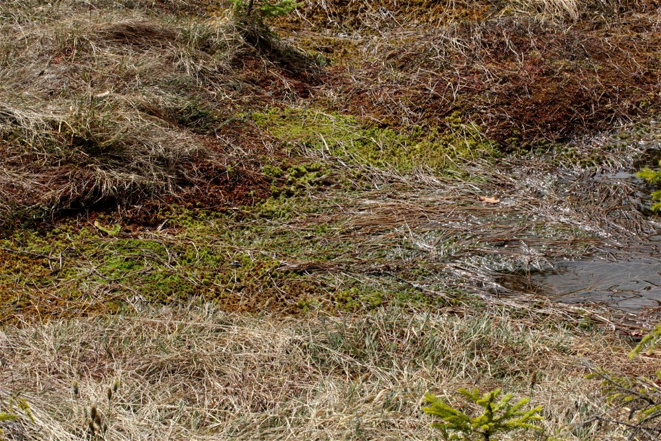 Sphagnum cuspidatum