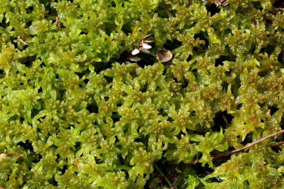 Sphagnum cuspidatum