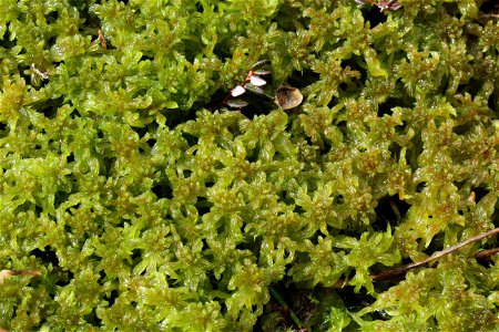 Sphagnum cuspidatum