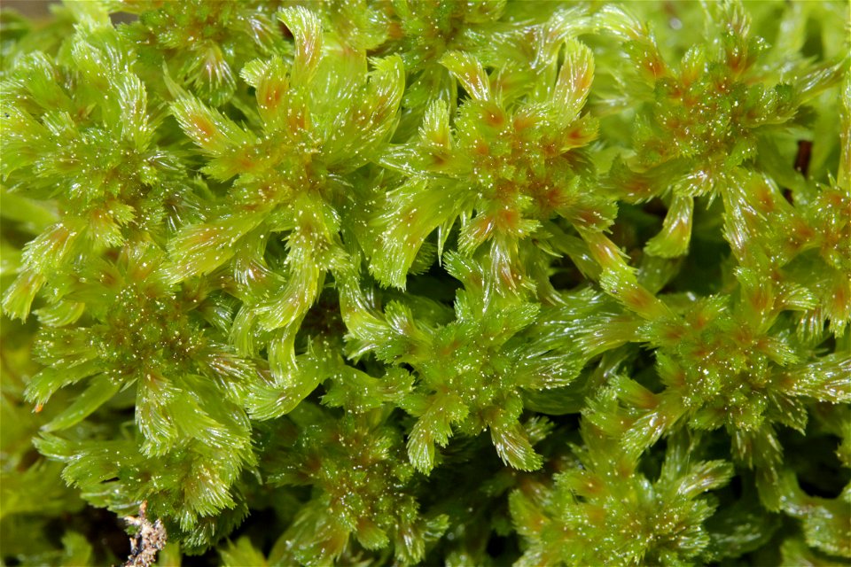 Sphagnum cuspidatum